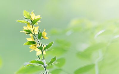 Les 5 étapes clés du growth hacking avec le modèle AARRR