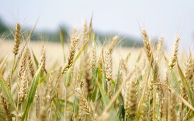 10 techniques de growth hacking pour développer votre entreprise